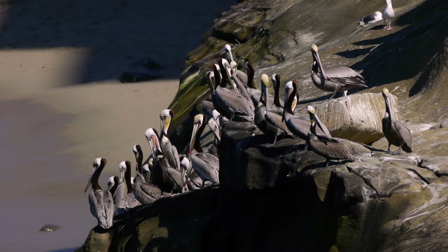 Brown Pelican Colony on Cliff