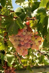 Ripe grapes on the vine, Spain © Arena Photo UK