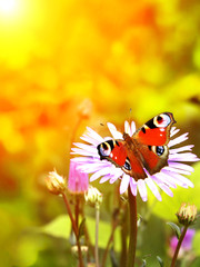 Peacock butterfly on flower © frenta