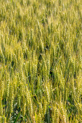 Gerstenfeld vor der Ernte