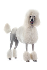 white Standard Poodle