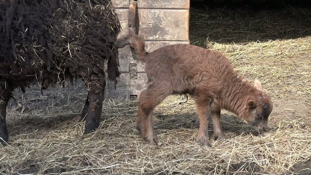 Lamm vor dem Stall am koten