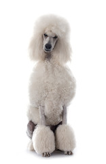 white Standard Poodle