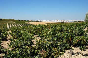 Vineyards, Montilla © Arena Photo UK © arenaphotouk