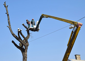 Obraz premium Lumberjacks are cutting a tree at height