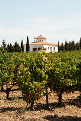 Fototapeta na wymiar Spanish vineyard, Montilla © Arena Photo UK