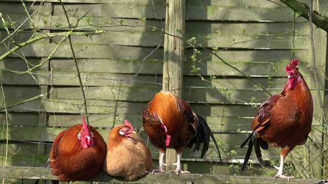 Zaun mit H&uuml;hner