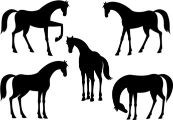 Horses