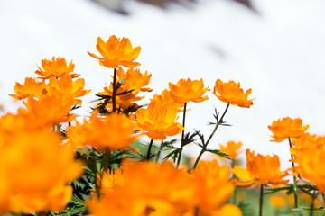 orange globe-flower