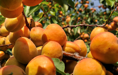 close-up of the ripe apricots
