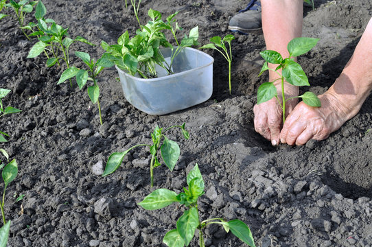 Farmer Planting A Pepper Seedling