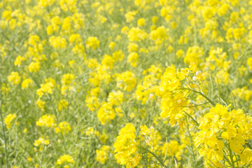 満開の菜の花