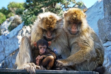 Family of Barbary Apes, Gibraltar © Arena Photo UK