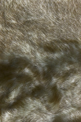 texture of gray fur
