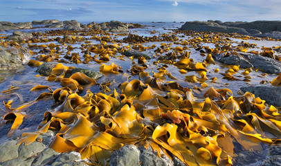 Kelp Bed at Low Tide - Coastline near Kaikoura, New Zealand © Henner Damke