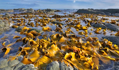 Schilderijen op glas Kelp Bed at Low Tide - Coastline near Kaikoura, New Zealand © Henner Damke