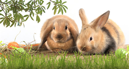 Fototapeta premium pair of rabbits