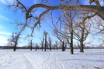oak trees in winter