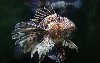 Close-up view of a common lionfish (Pterois miles)