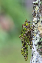 A close-up of green grasshopper