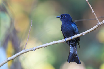 Drongo Cuckoo resting on a perch