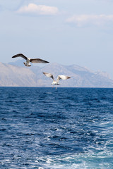 Fototapeta na wymiar two seagulls soaring over the sea