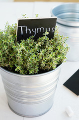 Kitchen garden - growing thyme herb in a planter