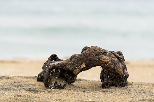 ramo di legno  in spaggia col mare