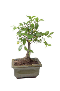 A little bansai tree in ceremic tree pot