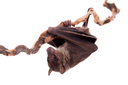 Egyptian fruit bat isolated on white