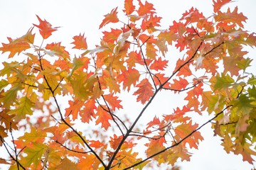 Autumn leaves on branch agains sky
