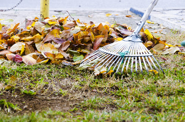 Raking leaf pile