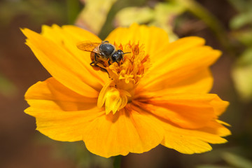 Bee holding in flower with close up detailed view.