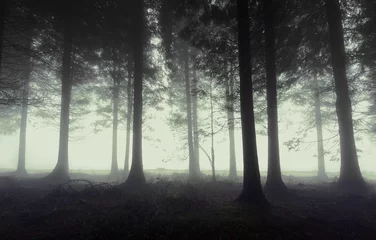 Foto auf Alu-Dibond düsterer Wald mit Nebel © mimadeo