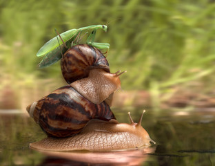 journey snails and mantis © torook