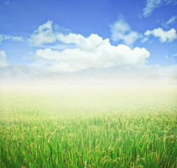 Fototapeta na wymiar Rice field and blue sky.