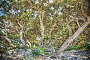 pine trees on the sand in hdr