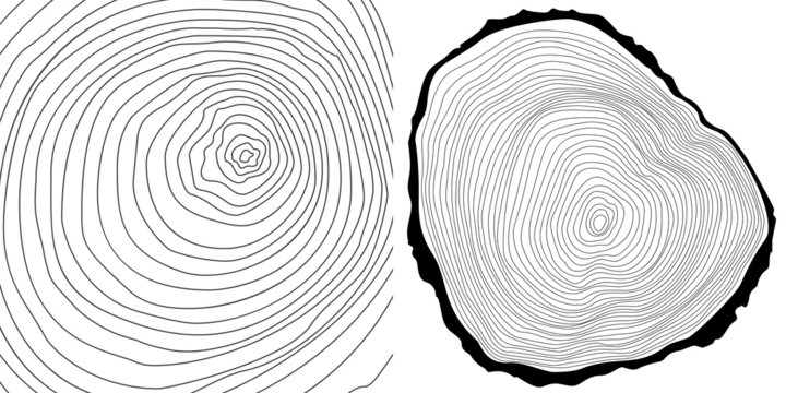  Illustration of Tree Log Cross-Section with Detailed Growth Rings. Vector tree rings and tree log cutted.