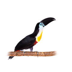 Obraz premium Channel-billed toucan isolated on white