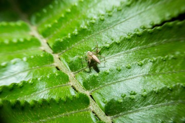 Spider holding on green leaf with close up detailed view.