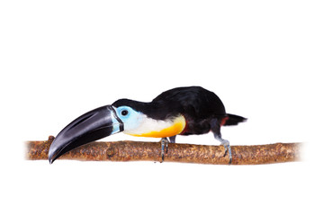 Channel-billed toucan isolated on white