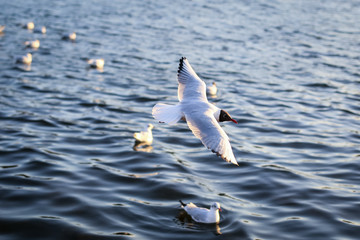Seagull fluying over the water