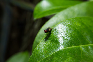 Fly holding on green leaf with close up detailed view.