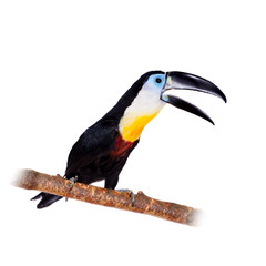 Channel-billed toucan isolated on white
