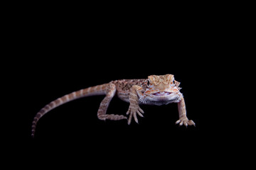 Small bearded dragon isolated on black