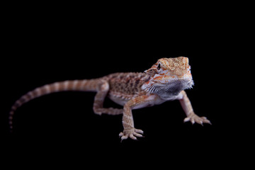 Small bearded dragon isolated on black