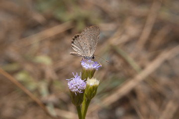 Butterfly holding on flower with close up detailed view.