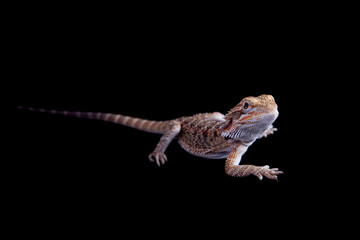 Small bearded dragon isolated on black