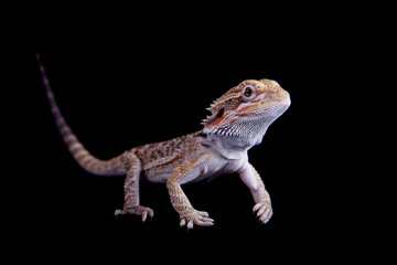 Small bearded dragon isolated on black