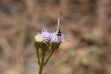 Butterfly holding on flower with close up detailed view.
